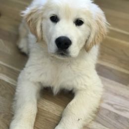 Golden Retriever Puppies from Big Rock Goldens