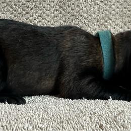 Light blue - Red sable male Belgian Malinois puppy in Ellerbe, North Carolina from Grand Prix Kennel