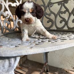 Cash - Liver white and tan male English Springer Spaniel puppy in Williston, Florida from Parks Paradise Springers