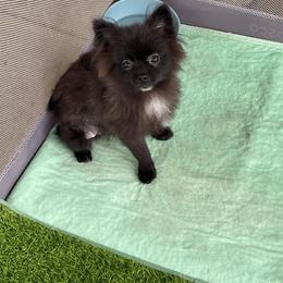 Micro MidNight - Black male Pomeranian puppy in Avon Park, Florida from Mariska's Pomeranians