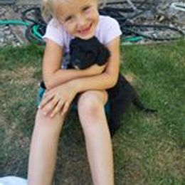 Portuguese Water Dog Puppies from Bela Vida PWDs