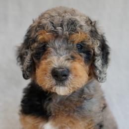 Aussiedoodle and Bernedoodle Puppies from VESBACH DOODLE VALLEY FARMS