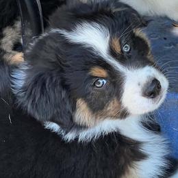 Lake - Black tri-color male Australian Shepherd puppy in San Jose, California from Dirty Laundry Australian Shepherds
