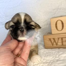 Pistol - Black gold and white male Shih Tzu puppy in Moses Lake, Washington from Shurbeez Shih Tzu