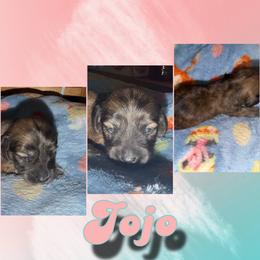 Jo Jo - Brindle female Dachshund puppy in Brazil, Indiana from King Duke Dachshunds
