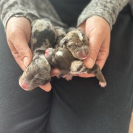 Dachshund Puppies from CV Doxies