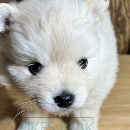 "Jill" Monroe - Gray and white Pomsky puppy in Littleton, Colorado from Pikes Peak Pomskies