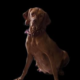 Vizsla puppies from Laurie's Vizslas