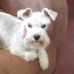 French Bulldogs and Miniature Schnauzers from Fites Puppies