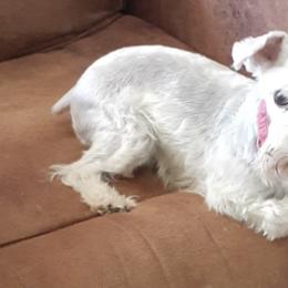 French Bulldogs and Miniature Schnauzers from Fites Puppies
