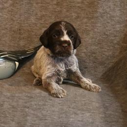 Dk. Green - Brown and gray male Wirehaired Pointing Griffon puppy in Afton, Wisconsin from Daehler's Wirehaired Pointing Griffons