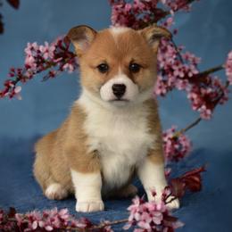 Miss Orange - White and red Pembroke Welsh Corgi puppy in Gig Harbor, Washington from Pacific Northwest Pembroke Welsh Corgis