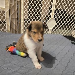 Collie Puppies from Rimma Collies