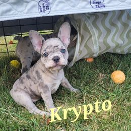 Cavalier King Charles Spaniel and French Bulldog Puppies from Pugs, Frugs and Frenchies