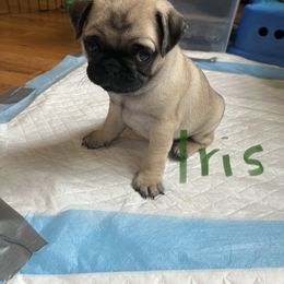 Pug Puppies from 901 Pugs