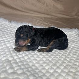 Cosmo - Phantom male Goldendoodle puppy in Palmetto Bay, Florida from SOMIDOODLES
