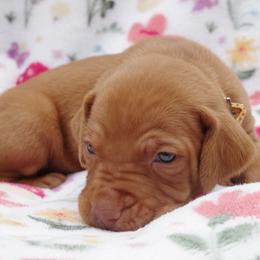 Pup male 2 yellow-orange - Golden rust male Vizsla puppy in New London, Iowa from Circle Bar J