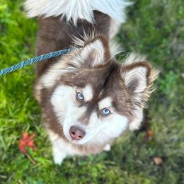 Suki - Pomsky