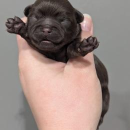 Name TBD - Gold and white female Shihpoo puppy in Coshocton, Ohio from Forever Family Puppies