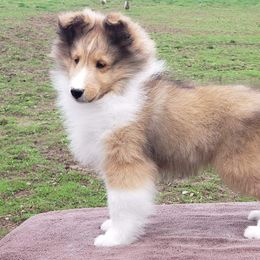 Bulldog and Shetland Sheepdog Puppies from Smooch-A-Bulls English Bulldogs & M&M Shelties