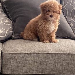 Poodle Puppies from Pawsome Poodles