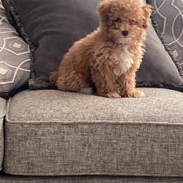 Poodle Puppies from Pawsome Poodles