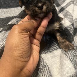 Santa's little helper - Black and tan male Yorkshire Terrier puppy in Gastonia, North Carolina from Precious pups dynasty kennel