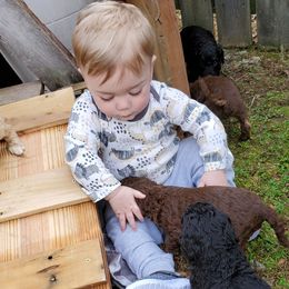 Poodle Puppies from Polly Wally Doodles and Poodles