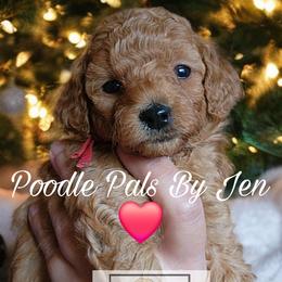 Zenus - Red  female Poodle puppy in Hartsdale, New York from Poodle Pals By Jen