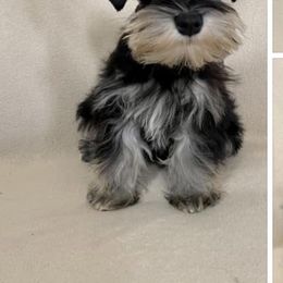 Irish Wolfhound and Miniature Schnauzer Puppies from Star Valley Schnauzers