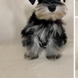 Irish Wolfhound and Miniature Schnauzer Puppies from Star Valley Schnauzers