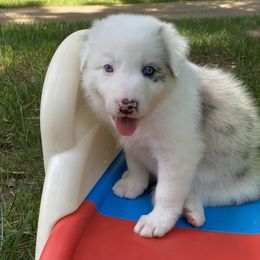 Brad - White and blue merle Border Collie puppy in Huntersville, North Carolina from MJ Border Collies