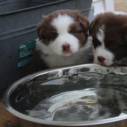 Australian Shepherd Puppies from Starlit Grove Australian Shepherds