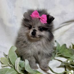 Daisy - Blue merle female Pomeranian puppy in Rhome, Texas from TyeDye Kennels