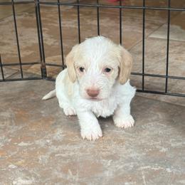 AKC wirehair Lighter chocolate based red piebald - Piebald female Dachshund puppy in Helenville, Wisconsin from Remarkable Doxies