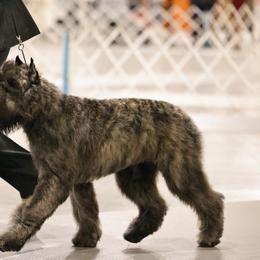 Sichou - Bouvier des Flandres