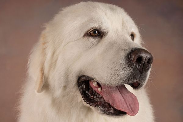 Great Pyr headshot, slightly panting