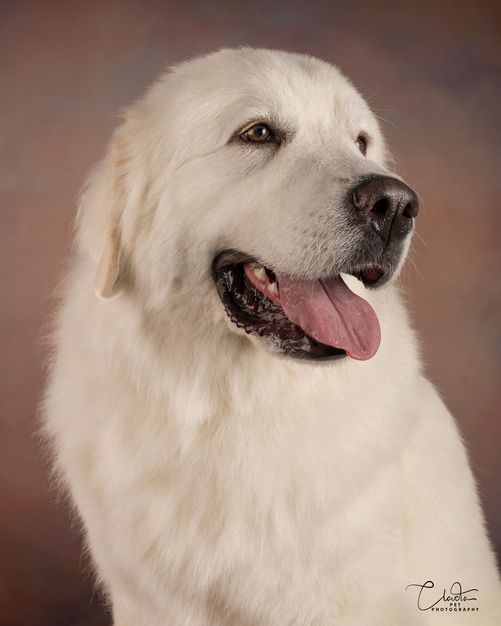Great Pyr headshot, slightly panting
