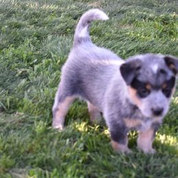 Australian Cattle Dog Puppies from Lyla Hinman