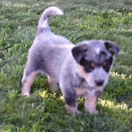 Australian Cattle Dog Puppies from Lyla Hinman