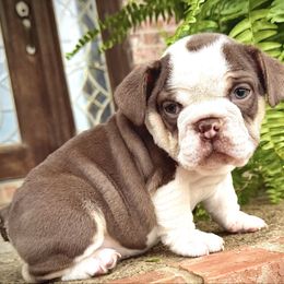 Scooter - Chocolate tri-color Bulldog puppy in Ben Lomond, Arkansas from Miesha Carver's Bulldogs