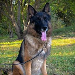 German Shepherds from Adelhorst Kennels