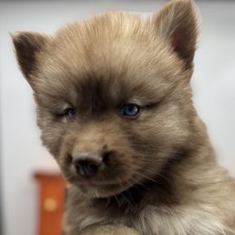 Noorvik - Brown and white male Siberian Husky puppy in Columbus, Nebraska from Happy Howlin' Smokey Mountain Huskies