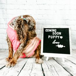 Chinese Shar-Pei and Companion Cross Puppies from Mini Hippo Land