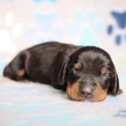 Tail Black and Tan Male - Black and tan male Dachshund puppy in Red Bud, Illinois from Midwest Miniature Dachshunds