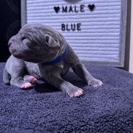 Blue collar - Gray male Cane Corso puppy in Snellville, Georgia from A Really Good Kennel