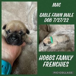 French Bulldog Puppies from Hobbs Family Frenchies