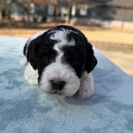 Polar - Black and white male Bernedoodle puppy in Russellville, Arkansas from Crossgate Doodles