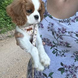 Cavalier King Charles Spaniel Puppies from Cane Creek Cavaliers