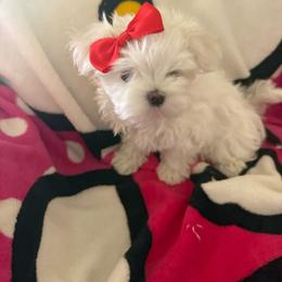 Chanel - White female Maltese puppy in Gilbert, Arizona from Bijou Babydoll Maltese